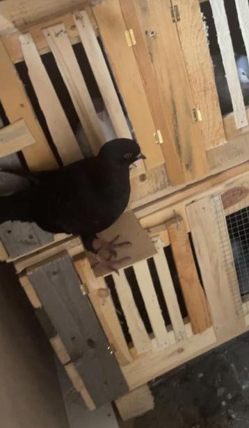 Mooie zwarte duif , hij is jong van dit jaar 2025 voor 10€ beschikbaar voor biedingen