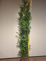 Thuja plicata 'Excelsa' AANBIEDING €10.00, Ophalen, Conifeer, 100 tot 250 cm