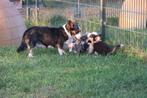 Leuke Welsh Corgi Cardigan pups, Dieren en Toebehoren, Honden | Herdershonden en Veedrijvers, Nederland, CDV (hondenziekte), 8 tot 15 weken