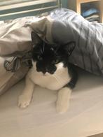 Goed tehuis gezocht voor Bruno, Dieren en Toebehoren, Katten en Kittens | Overige Katten, Kater