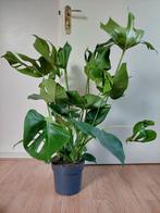 Monstera Deliciosa - Gatenplant H: 80 cm., Ophalen, Overige soorten, Halfschaduw, Minder dan 100 cm