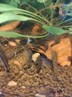 Ancistrus borstelneus algeneters, Dieren en Toebehoren, Vis, Zoetwatervis