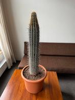 Pachycereus Pringleii Cactus Plant, Huis en Inrichting, Kamerplanten, Ophalen, Cactus, Volle zon, Minder dan 100 cm