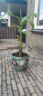 Banaanboom met Porseleinen Pot, Fruitplant, In pot, Minder dan 100 cm, Groene kamerplant