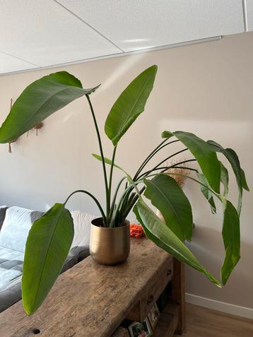 Strelitzia Nicolai - Paradijsvogelplant beschikbaar voor biedingen