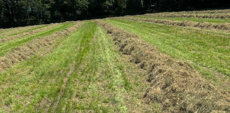 Gezocht grasland grond hooiland weidegang natuurbeheer, Dieren en Toebehoren, Stalling en Weidegang, Weidegang