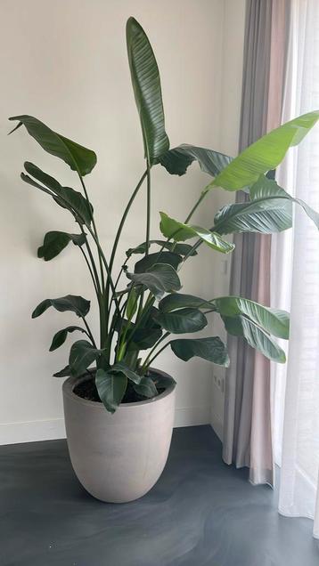 Plant beschikbaar voor biedingen