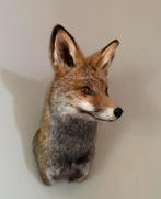 Opgezette vos taxidermy, Verzamelen, Ophalen of Verzenden, Nieuw, Wild dier, Opgezet dier