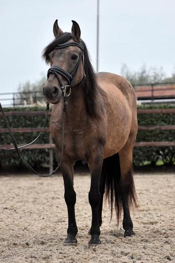 Super lieve, schattige valk kleurige d pony merrie beschikbaar voor biedingen