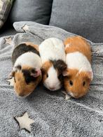 3 Cavia zeugjes, Dieren en Toebehoren, Knaagdieren, Vrouwelijk, Cavia, Voor 1 juli 2024, Tam