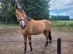 Recreatie ruin, Dieren en Toebehoren, Paarden, Gechipt, B, Ruin, 170 tot 175 cm