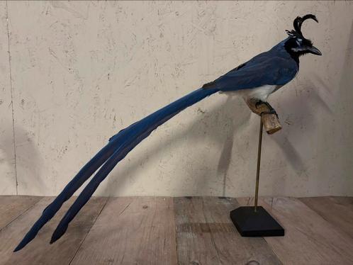 Opgezette Zwartborst langstaart gaailijster, Verzamelen, Dierenverzamelingen, Nieuw, Opgezet dier, Vogel, Ophalen