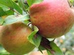 Fruitbomen, appel, peer, pruim, kers, laag- en halfstam, Tuin en Terras, Planten | Fruitbomen, Ophalen, Overige soorten, Lente