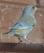 Groenling mutatie mannen, Mannelijk, Geringd