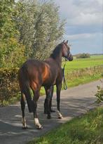 Nieuwe advertentie!!! 5,5jarige  ruin 172cm topbraaf!, Dieren en Toebehoren, Paarden, Gechipt, Ruin, L, Recreatiepaard