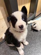 Yakutian Laika puppy’s, Dieren en Toebehoren, Poolhond, Meerdere, Meerdere dieren, Nederland