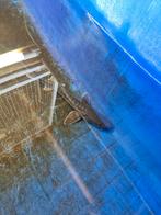 Laatste 2 transmontanus steuren 35 cm slechts 30 euro, Dieren en Toebehoren, Steur