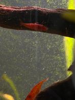 ️❗️Actie️❗️ Neocaridina Bloody Mary vuurgarnalen, Kreeft, Krab of Garnaal