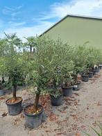 Olijfbomen, olea europaea opruiming, Eén persoon, Overige typen