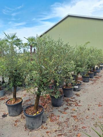Olijfbomen, olea europaea opruiming  beschikbaar voor biedingen