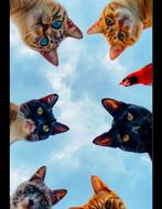 kattenoppas, Particuliere oppas