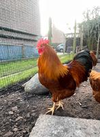 Lieve mooie haan eventueel met hen. KRIEL, Dieren en Toebehoren, Pluimvee, Mannelijk, Kip