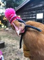 Gezocht rhode island red hennen, Dieren en Toebehoren, Pluimvee, Kip, Vrouwelijk