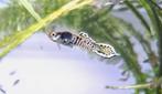 Prachtige volwassen mannen endler yellow tiger raszuiver, Dieren en Toebehoren, Vissen | Aquariumvissen, Vis, Zoetwatervis, Schoolvis