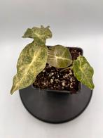 Alocasia Black Satun Stardust Variegata - Zeldzaam!, Huis en Inrichting, Kamerplanten, Overige soorten, In pot, Minder dan 100 cm