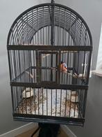 Vintage vogelkooi, Dieren en Toebehoren, Vogels | Hokken en Kooien, Ophalen, Zo goed als nieuw, Metaal, Vogelkooi