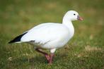 Ross ganzen en grijskop casarca, Meerdere dieren, Gans of Zwaan