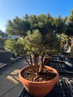 Unieke Meerstammige Pinus Sylvestris 'Watereri' 45 jaar, Bloeit niet, Overige soorten, 250 tot 400 cm, Ophalen