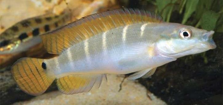 Zuid Amerikaanse Cichliden: Crenicichla compressiceps, Dieren en Toebehoren, Vissen | Aquariumvissen, Zoetwatervis, Vis