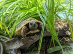 Griekse Landschildpadjes, Dieren en Toebehoren, Reptielen en Amfibieën, Schildpad