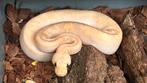 Pastel champagne clown het hypo (ghost) ball python., Slang, 0 tot 2 jaar