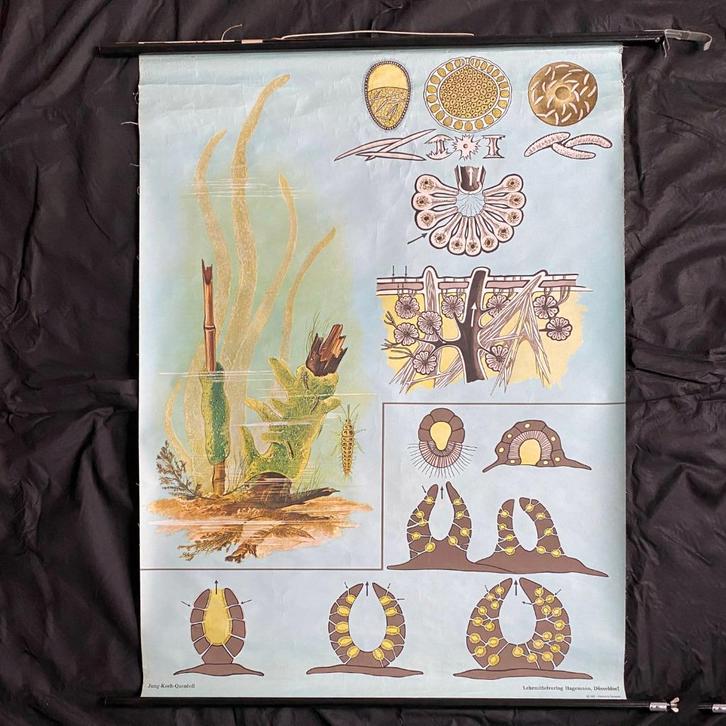 Schoolplaat Zoetwaterspons – Jung Koch Quentell, Antiek en Kunst, Antiek | Schoolplaten, Natuur en Biologie, Ophalen of Verzenden