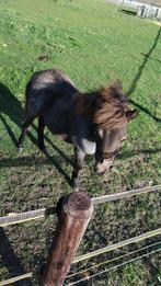 Roan shetlander merrie veulen!, Dieren en Toebehoren, Merrie, Minder dan 160 cm, 0 tot 2 jaar, Westernpaard