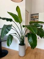 Strelitzia, Huis en Inrichting, Ophalen of Verzenden, Overige soorten