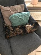 Schildpad poes lief en rustig zoekt warm huis, Poes, Kortharig, 6 jaar of ouder