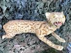 Taxidermie opgezette (schele) boomkat, Verzamelen, Ophalen of Verzenden, Gebruikt, Hond of Kat, Opgezet dier