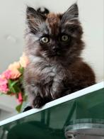 Kitten, Dieren en Toebehoren, Katten en Kittens | Raskatten | Langhaar, Poes, Ingeënt, 0 tot 2 jaar