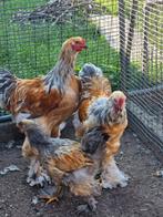 Brahma hanen, Dieren en Toebehoren, Pluimvee, Mannelijk, Kip