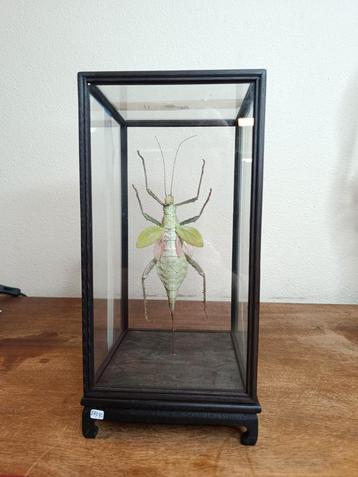 Heteropteryx dilatata in stolp beschikbaar voor biedingen