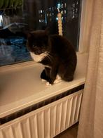 1 grijze en 1 zwarte kitten., Dieren en Toebehoren, Katten en Kittens | Overige Katten, Meerdere dieren, Kortharig, 0 tot 2 jaar