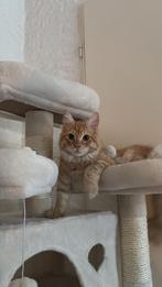 Lieve maine coon, Dieren en Toebehoren, Katten en Kittens | Raskatten | Langhaar, Kater, Gechipt, 0 tot 2 jaar