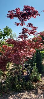 Acer palmatum, Ophalen, Bloeit niet, Overige soorten, Minder dan 100 cm