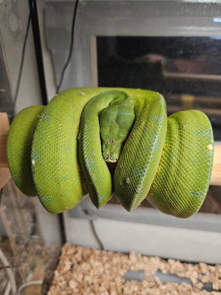 1.1 Couples morelia viridis jayapura de 2022