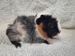 Prachtige jonge cavia's, Dieren en Toebehoren, Knaagdieren, Cavia, Augustus, Meerdere dieren, Tam