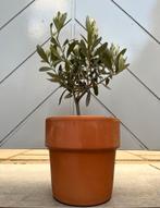2 leuke kleine olijfboompjes in terracotta pot,, Tuin en Terras, Planten | Bomen, In pot, Minder dan 100 cm, Lente, Overige soorten