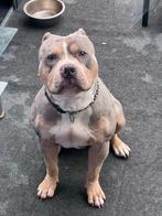 Tri Merle DEKREU (niet te koop), Reu, CDV (hondenziekte), 1 tot 2 jaar, Eén hond